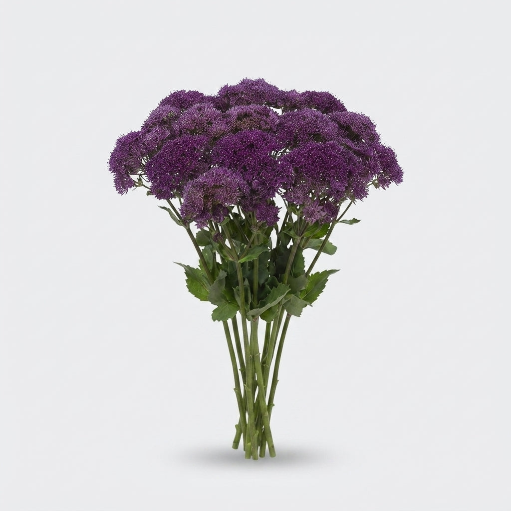Trachelium Caeruleum Southlake