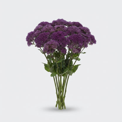Trachelium Caeruleum Southlake