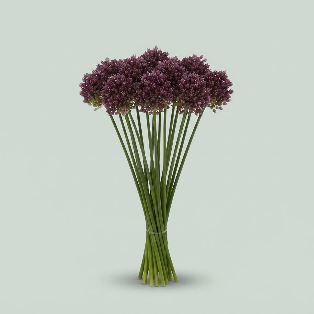 Allium - Purple Mystery