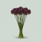 Allium - Purple Mystery