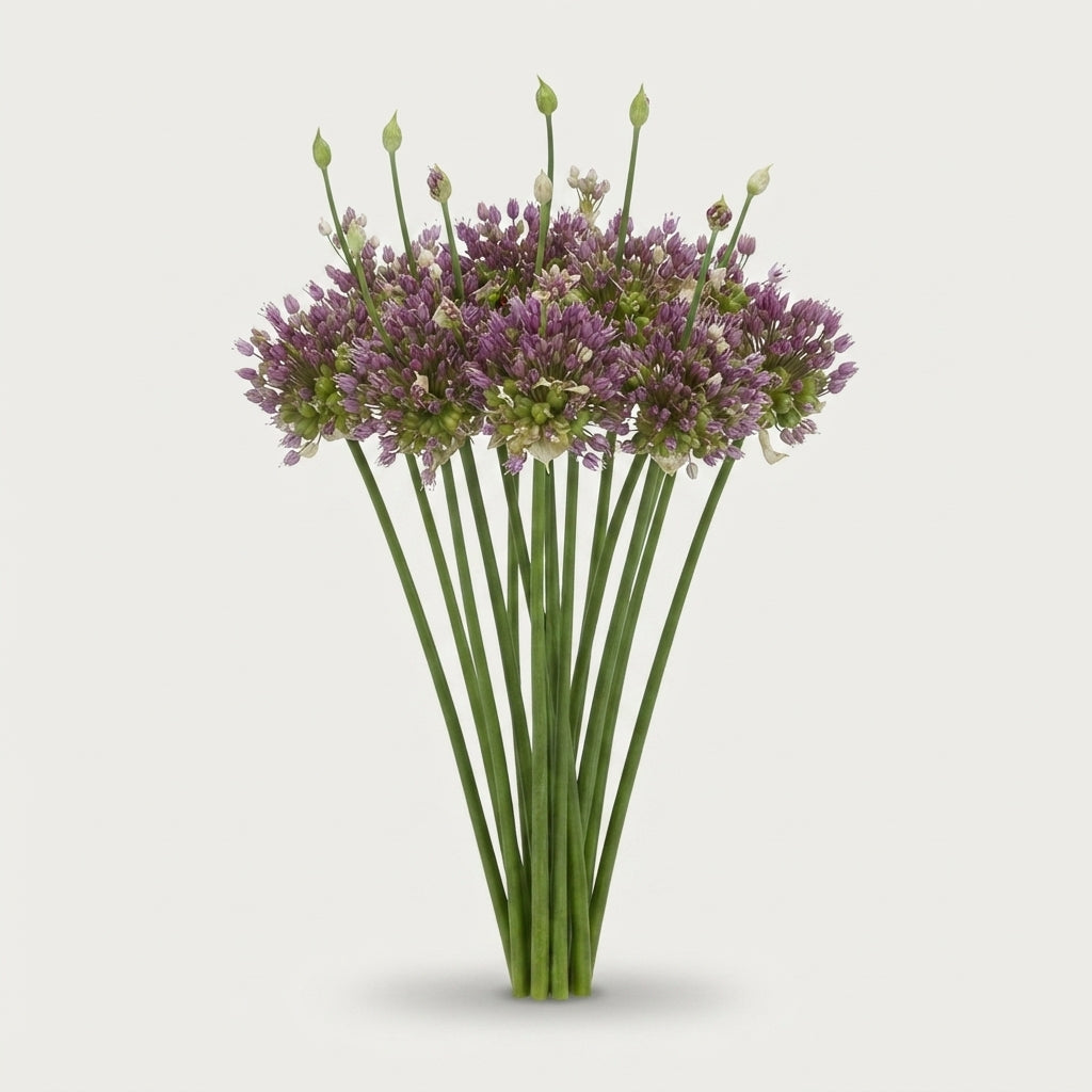 Allium - Green Drops