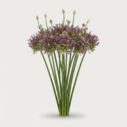 Allium - Green Drops