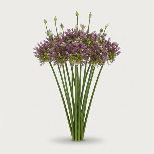 Allium - Green Drops
