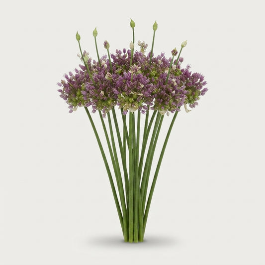 Allium - Green Drops