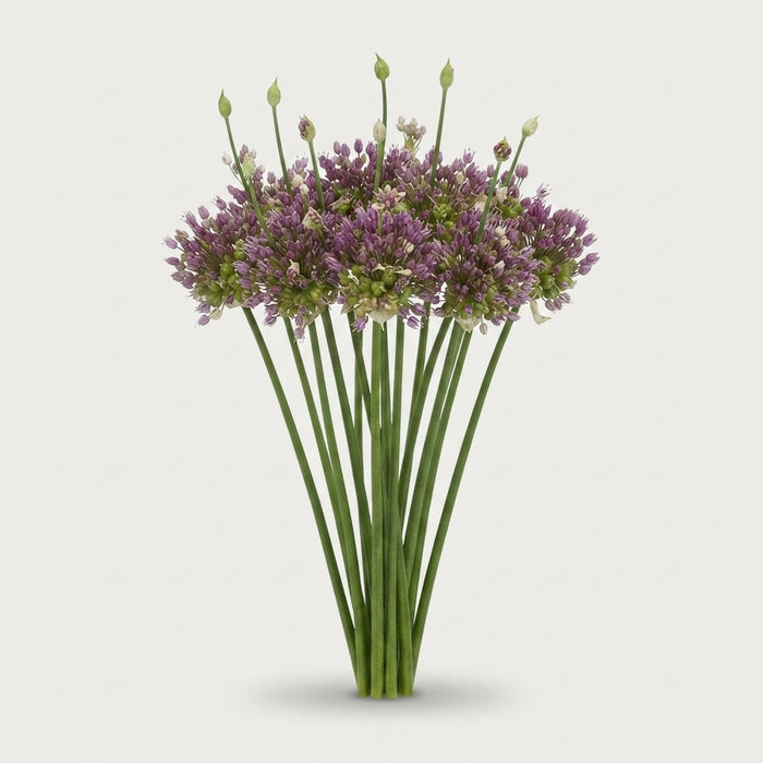 Allium - Green Drops
