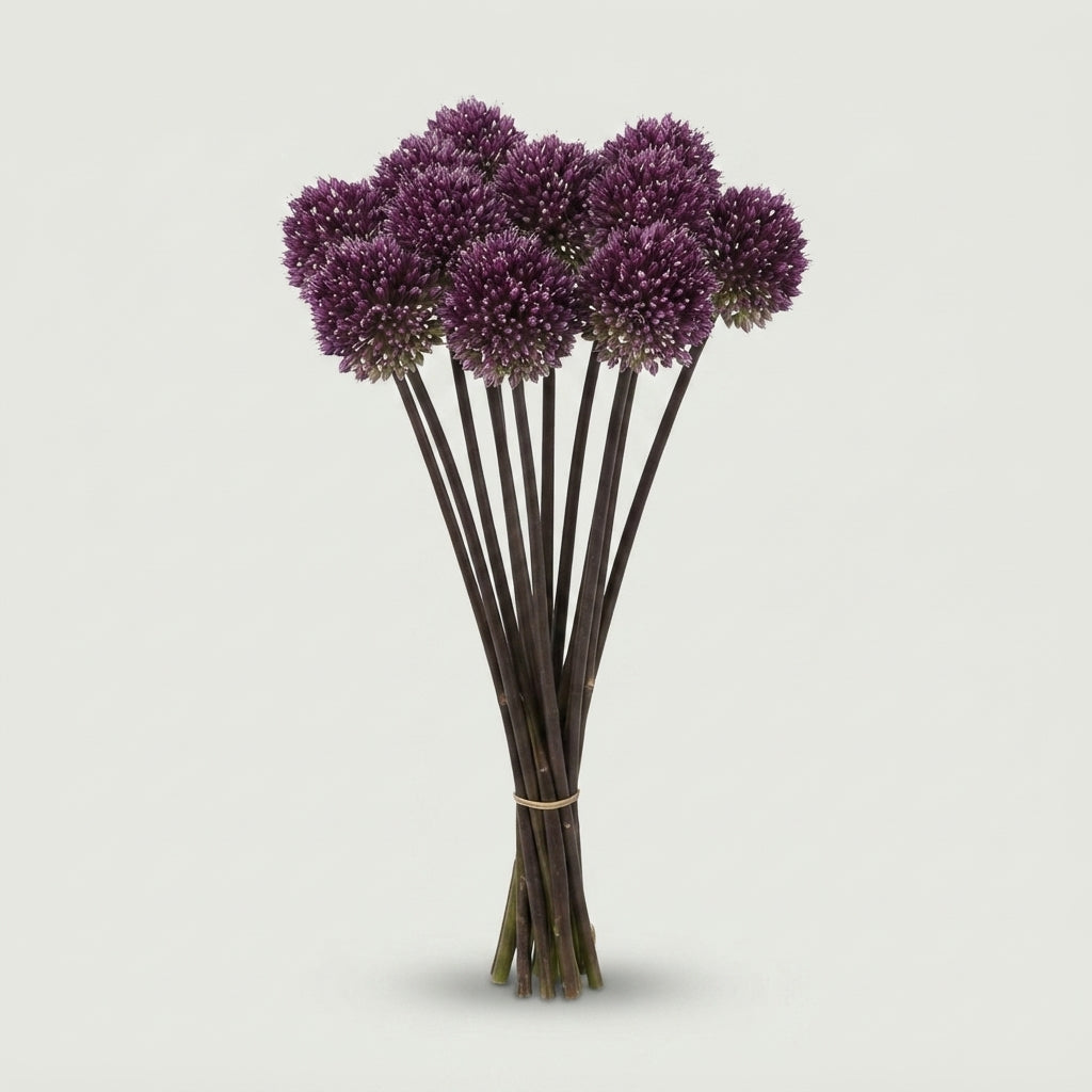 Allium - Allium - Summer Drummer