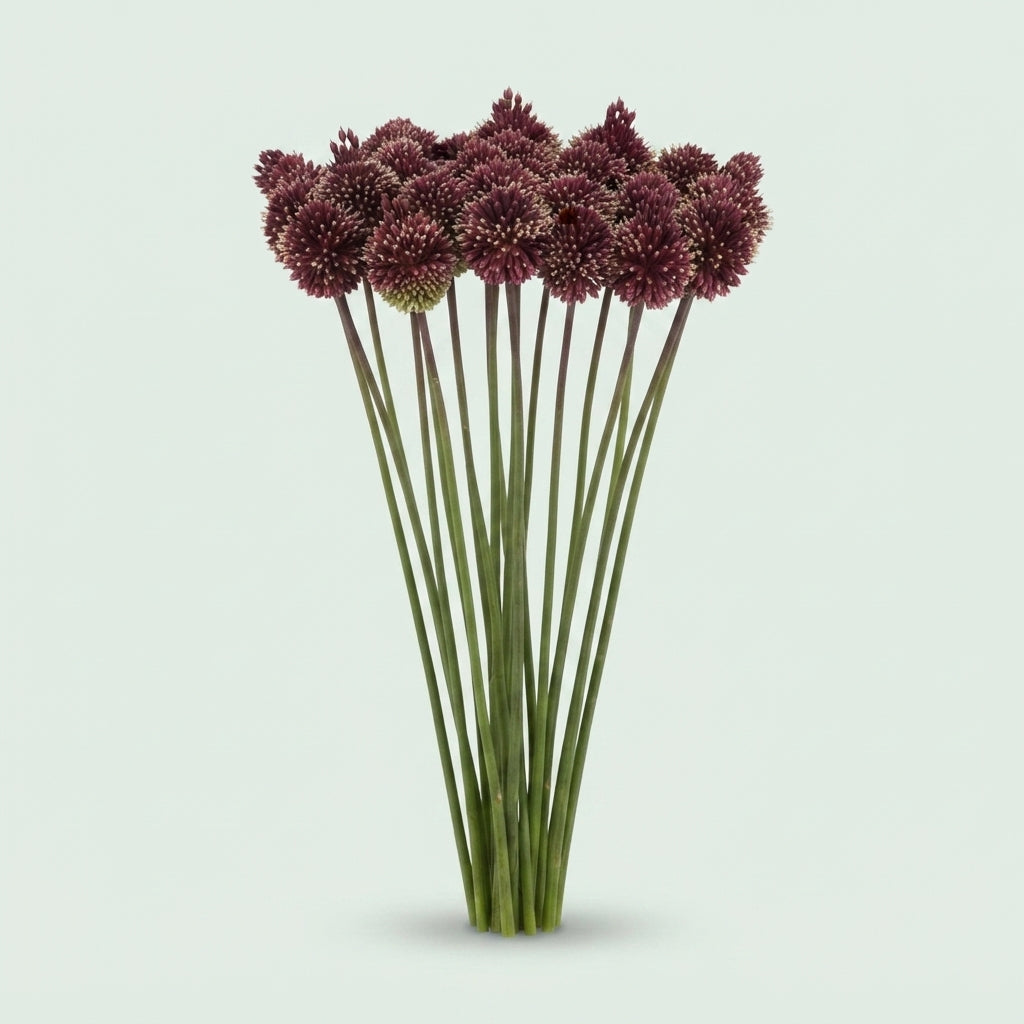 Allium - Allium - Red Mohican