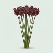 Allium - Allium - Red Mohican