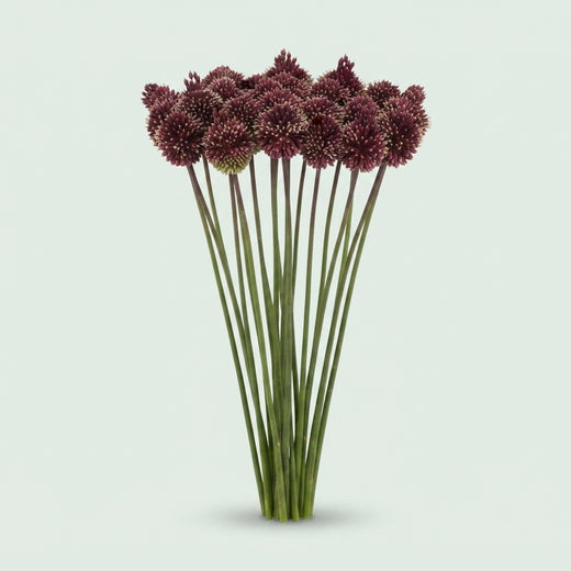 Allium - Allium - Red Mohican