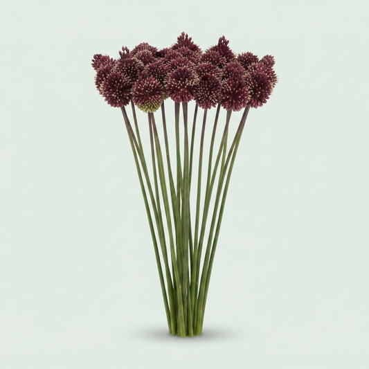 Allium - Allium - Red Mohican