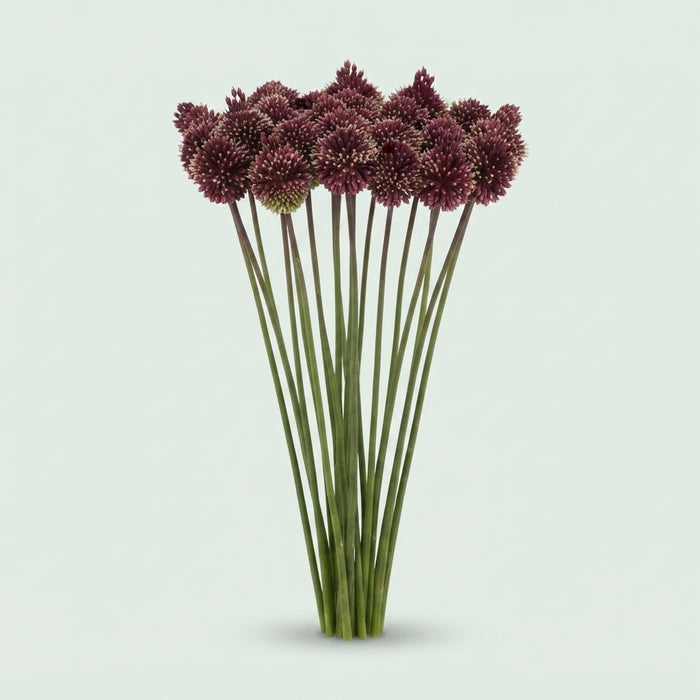 Allium - Allium - Red Mohican