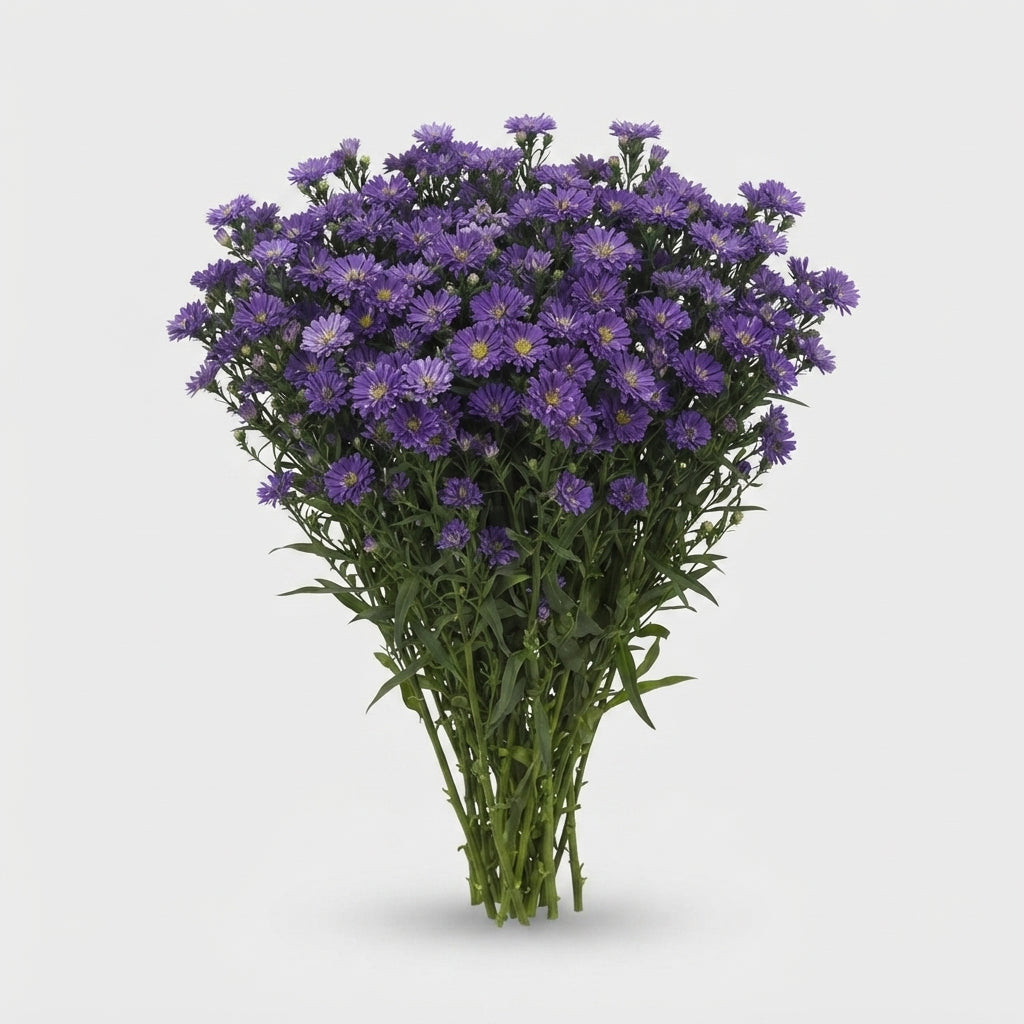 Aster - Aster - Nachtvlinder Nibla