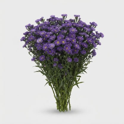 Aster - Aster - Nachtvlinder Nibla