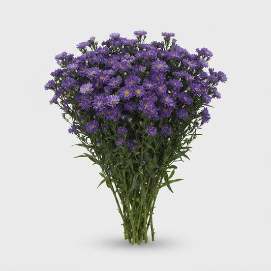 Aster - Aster - Nachtvlinder Nibla