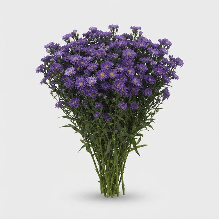 FeedSync:wholesale:da74a1f0a45b4e6bb39c2b10ff2f34a21defe2ac