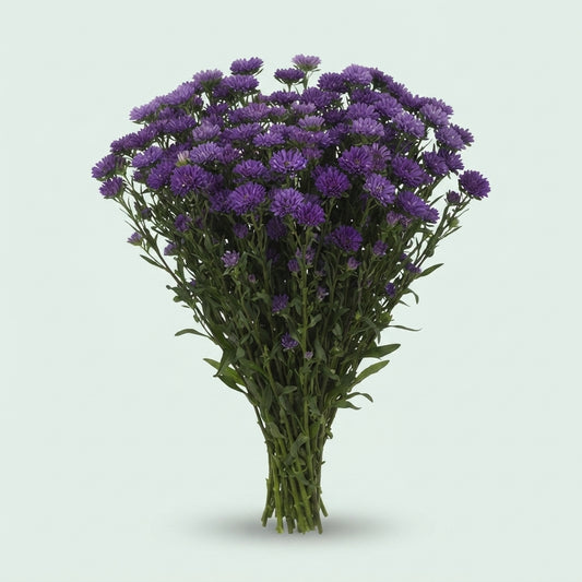 Aster - Dark Milka