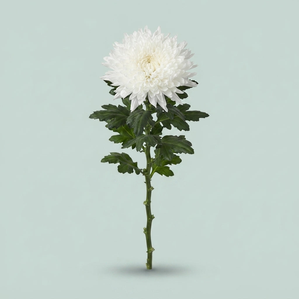 Disbudded Chrysanthemum - Chrysanthemum - Dekundercover