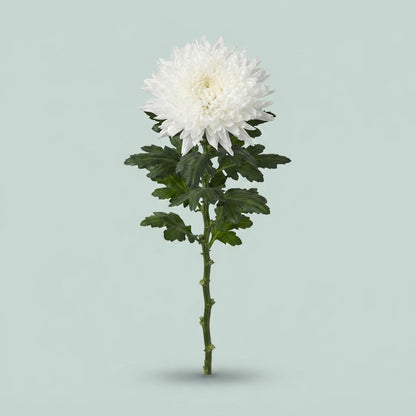 Disbudded Chrysanthemum - Chrysanthemum - Dekundercover