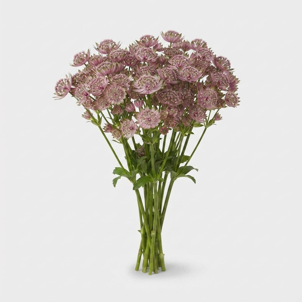 Astrantia - Astrantia major - Star of Africa