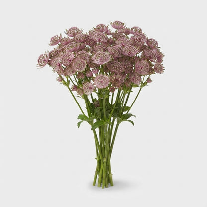 Astrantia - Astrantia major - Star of Africa