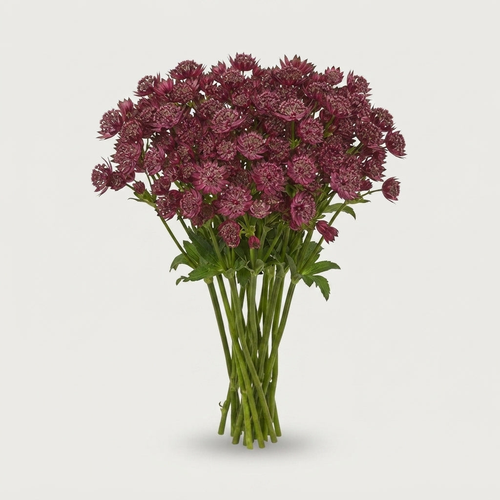 Astrantia - Astrantia major - Star of Love