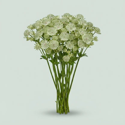 Astrantia - Astrantia major - Shaggy