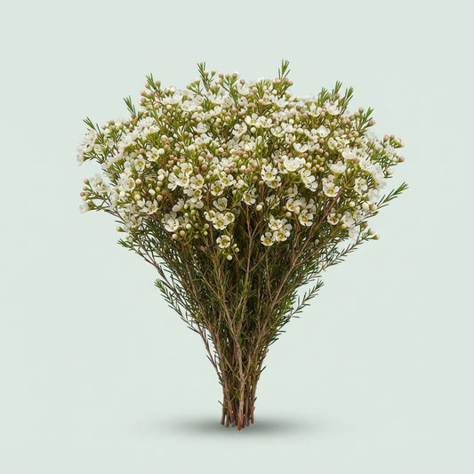 Waxflower - Chamelaucium - Dawn Pearl