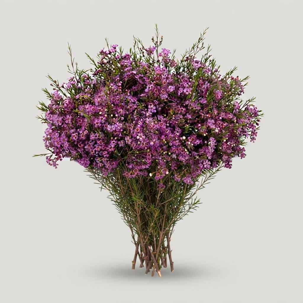Chamelaucium - Chamelaucium