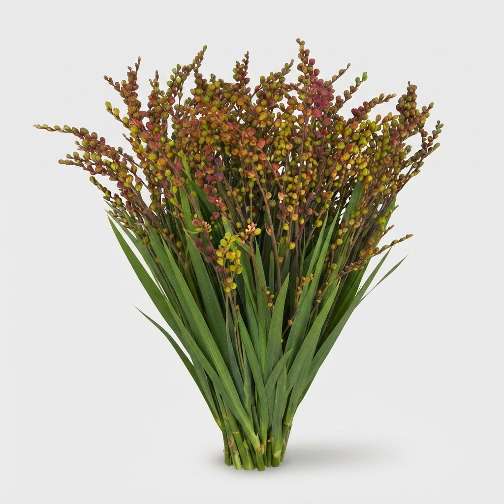 Crocosmia With Berry - Crocosmia