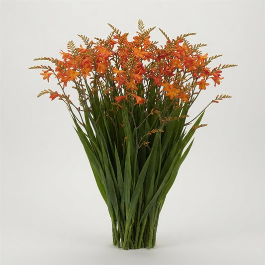 Crocosmia - Crocosmia - Peach Melba