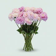 Dahlia - Sweet Love