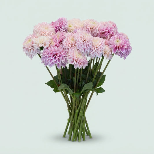 Dahlia - Sweet Love