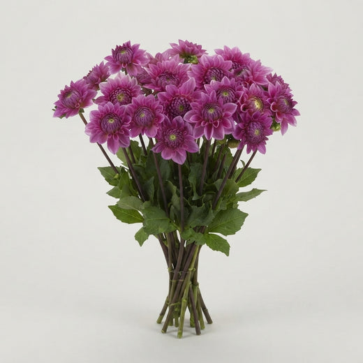 Dahlia - Sandra