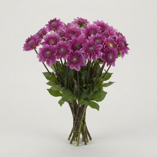 Dahlia - Sandra