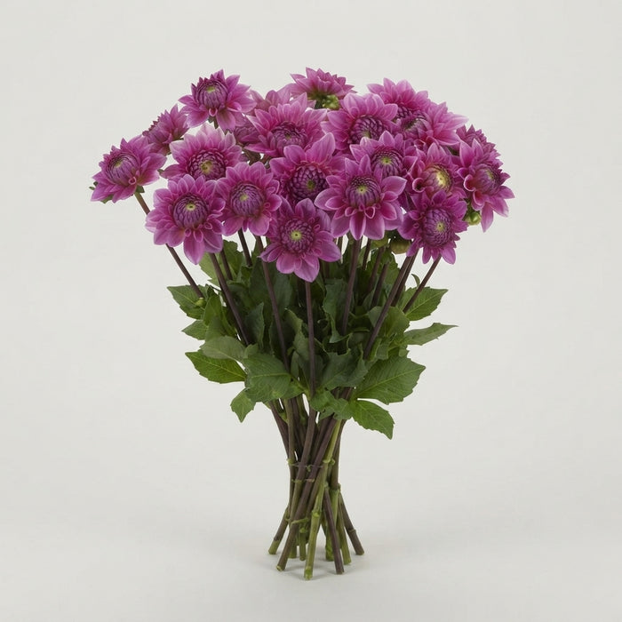 Dahlia - Sandra