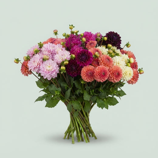 Dahlia - Dahlia - Mixed