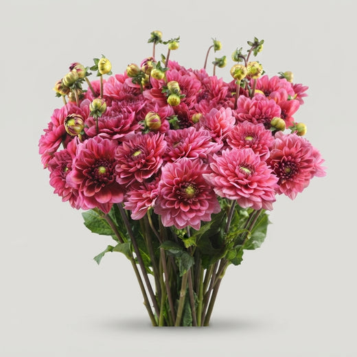 Dahlia - Dahlia - Heleen