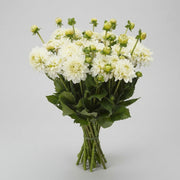 Dahlia - Dahlia - Polar Ice
