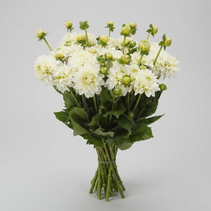 Dahlia - Dahlia - Polar Ice