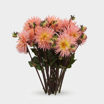 Dahlia - Preference