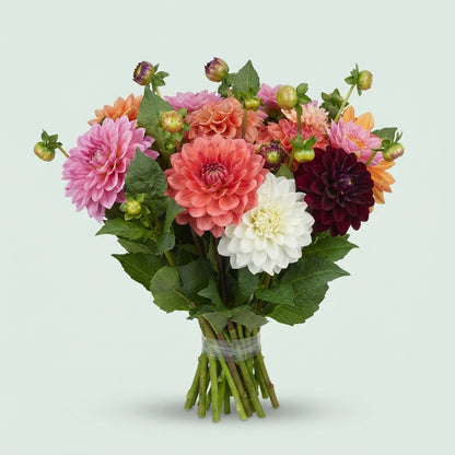 Dahlia - Mixed