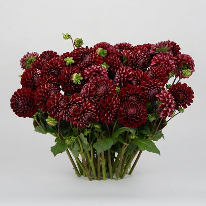 Dahlia - Dahlia - Cornel