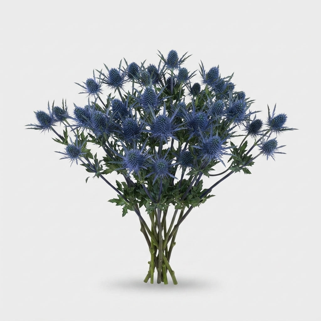 Eryngium - Eryngium