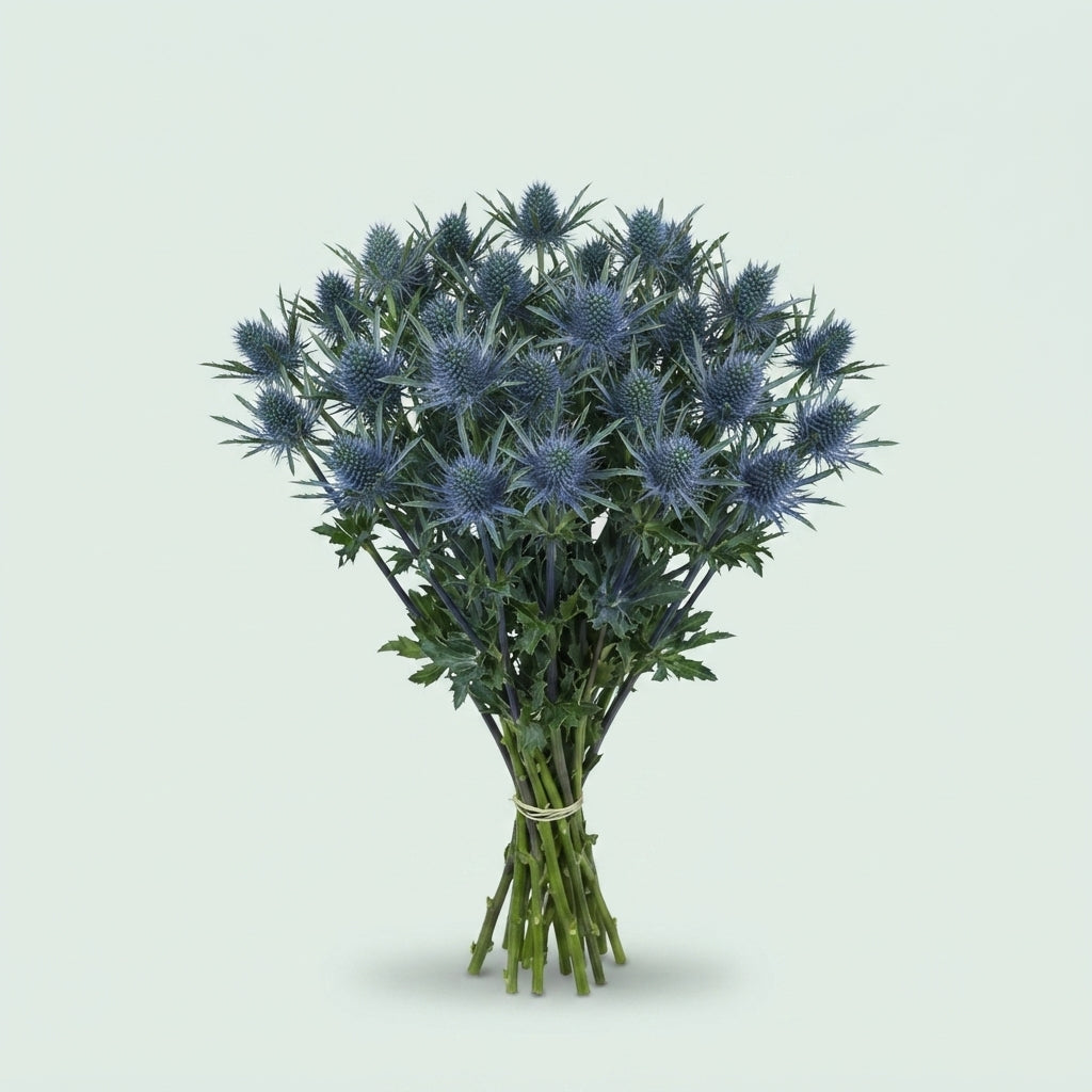 Eryngium - Eryngium - Eryngium