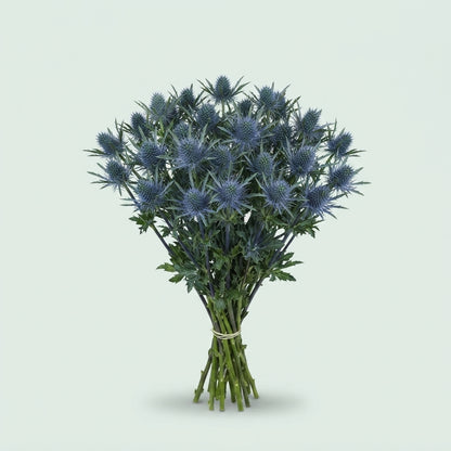 Eryngium - Eryngium - Eryngium