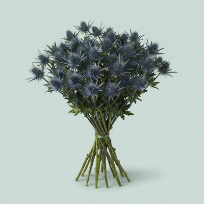 Sea Holly - Eryngium - Magnetar