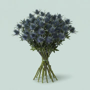 FeedSync:wholesale:d6d2dc2b860c0cce7fe564872e2538d88f643a03