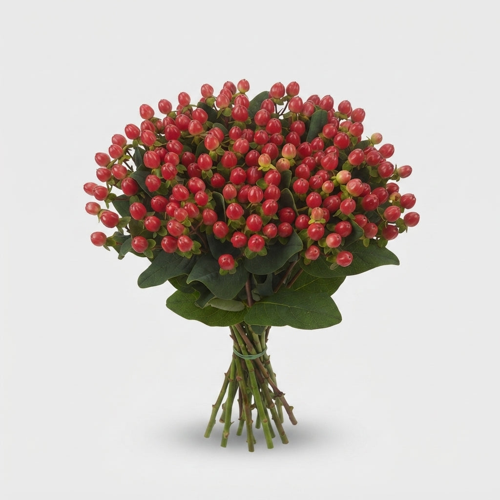 Hypericum - Hypericum androsaemum - Globrr287