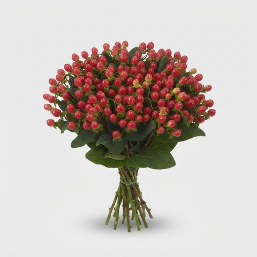 Hypericum - Hypericum androsaemum - Globrr287