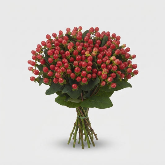 Hypericum - Hypericum androsaemum - Globrr287